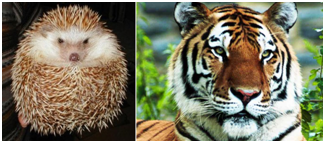 Blog 8 - Hedgehog vs Tiger